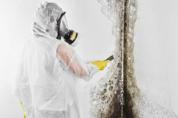 Trusted Pulaski, VA Mold Removal Experts
