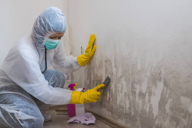 Best Emergency Mold Removal  in Pulaski, VA