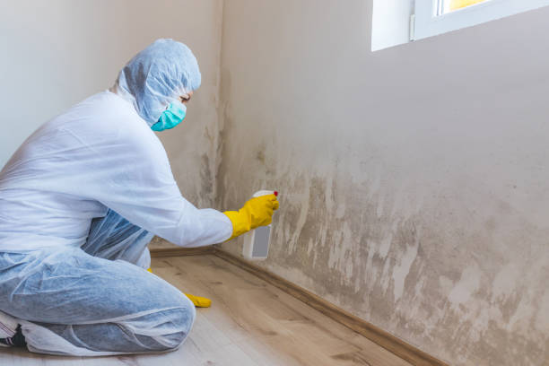 Best Mold Testing and Removal  in Pulaski, VA