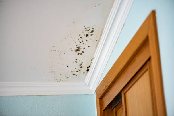 Best Commercial Mold Removal  in Pulaski, VA