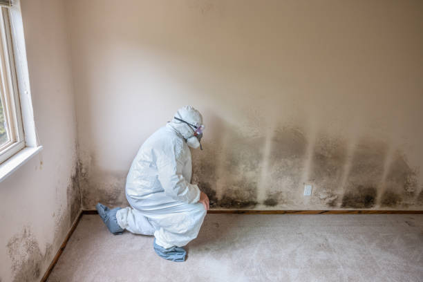 Best Affordable Mold Removal  in Pulaski, VA