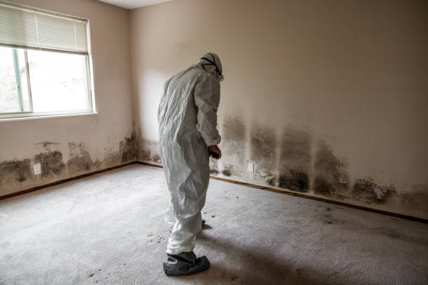 Best Mold Remediation  in Pulaski, VA