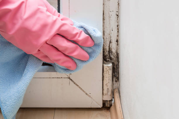 Best Professional Mold Removal  in Pulaski, VA