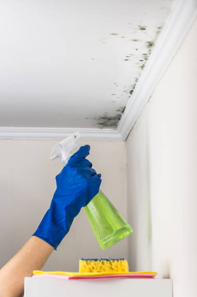 Best Office Mold Removal Services  in Pulaski, VA